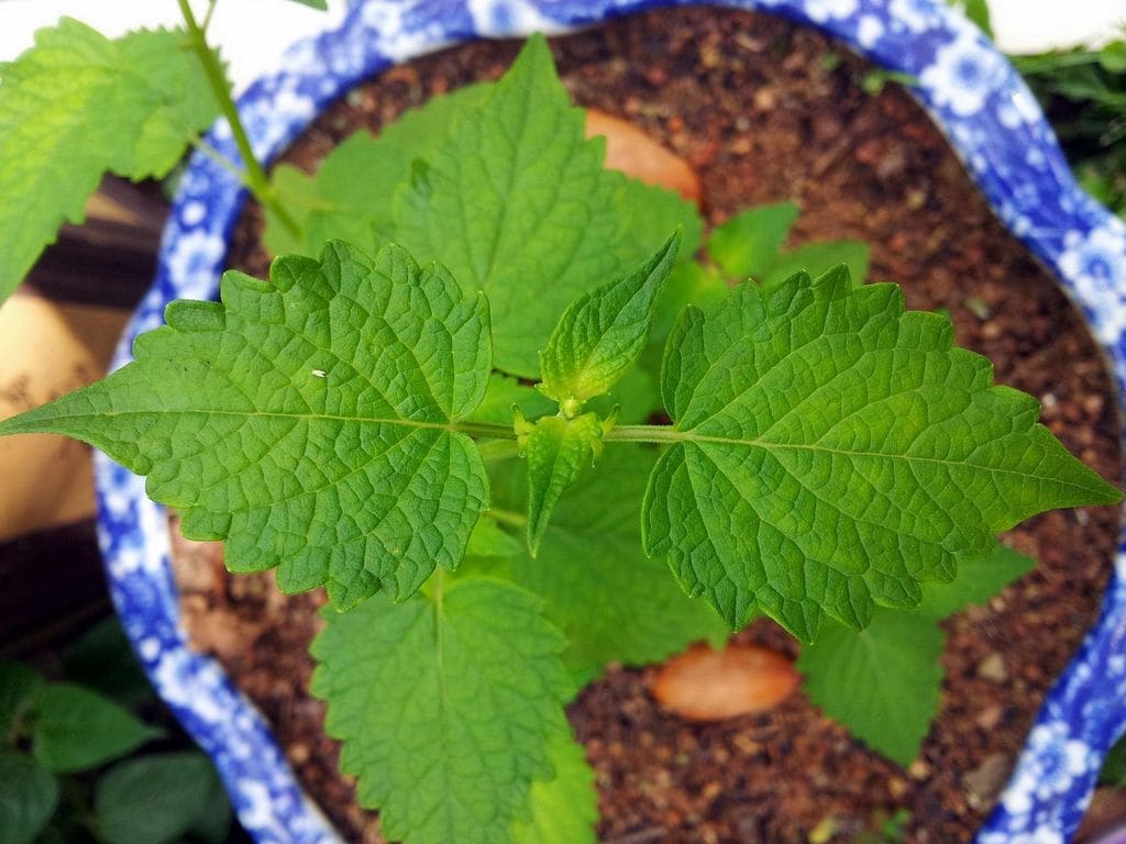Detalle del sustrato del agérato, con la planta sin flor