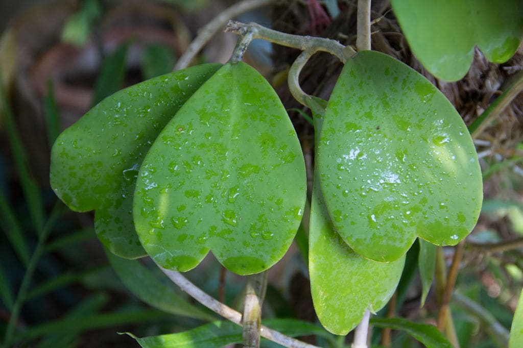 Hoya Kerrii suculenta. 