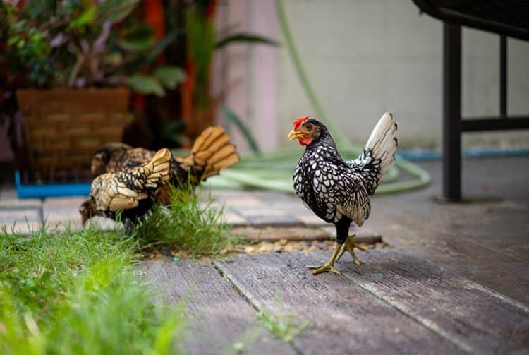 Gallinas de la raza sebright en un jardín