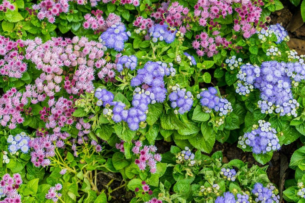 Variedades de agérato ('Ageratum houstonianum')
