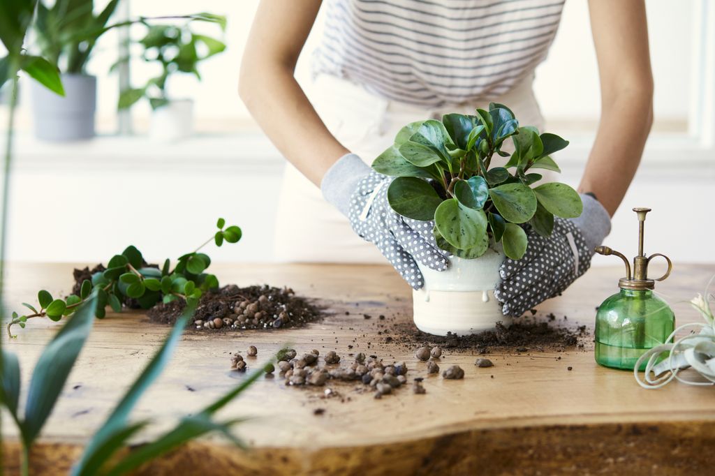 Mujer trasplantando una planta.