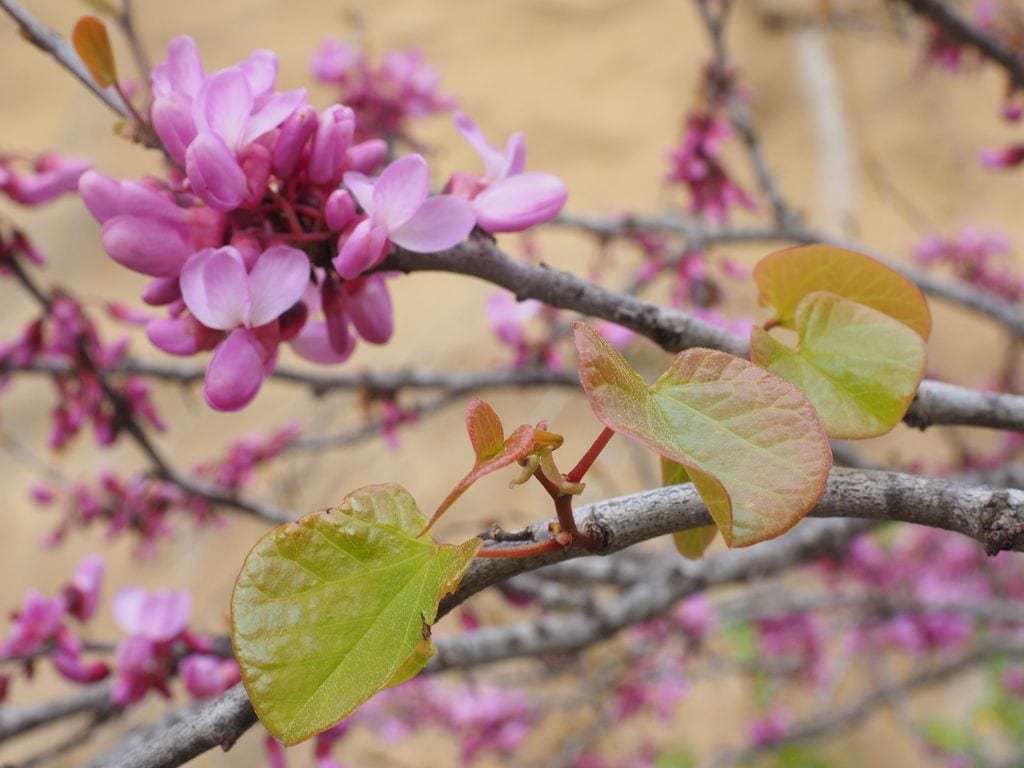 Detalle muy cercano de las flores y hojas del árbol del amor (‘Cercis siliquastrum’)