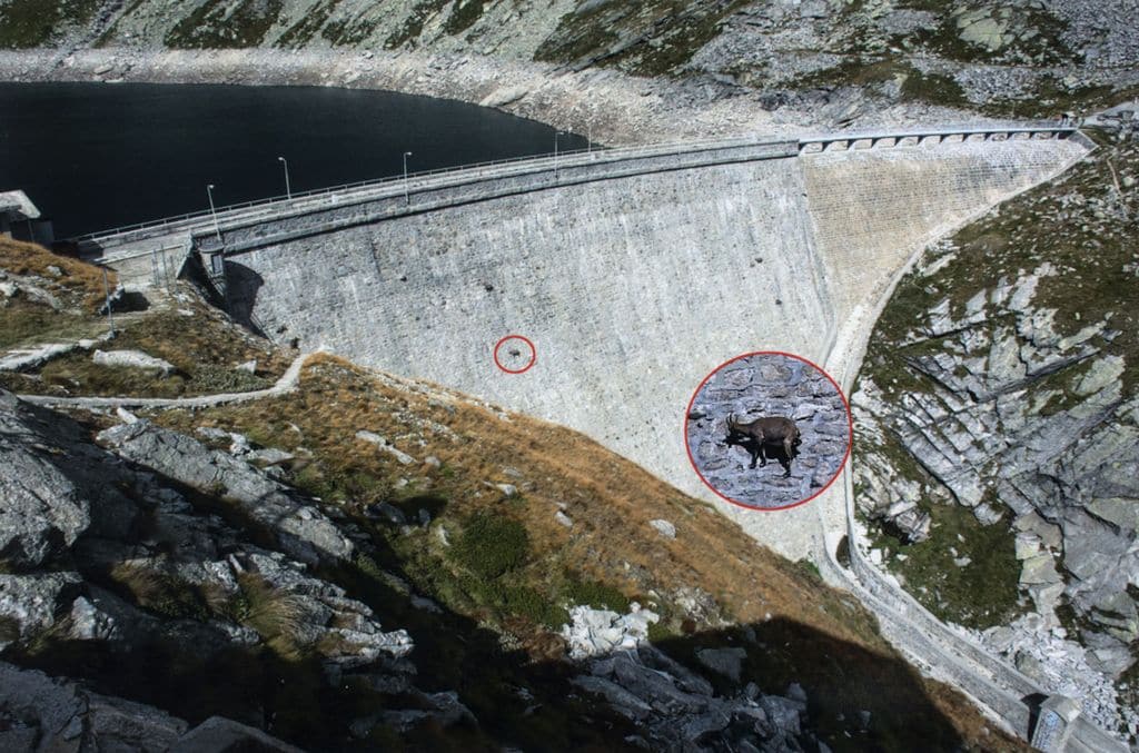 cabras sal 