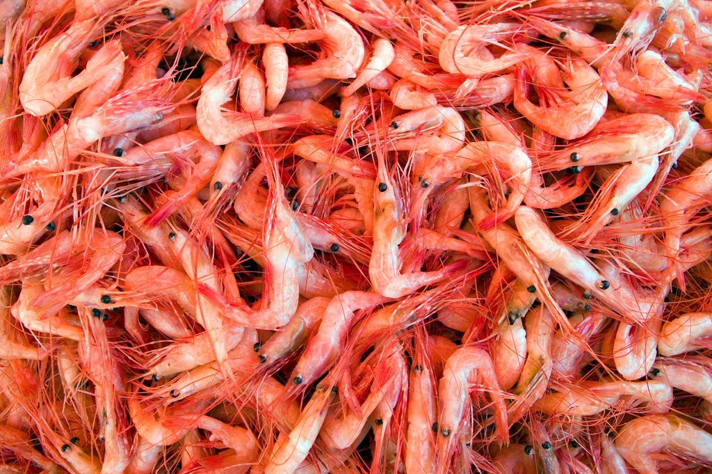 El camarón es la gamba pequeña, conocida en algunios sitios como camarón.