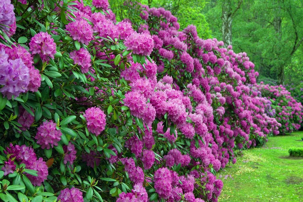 Arbusto con flor rododendro