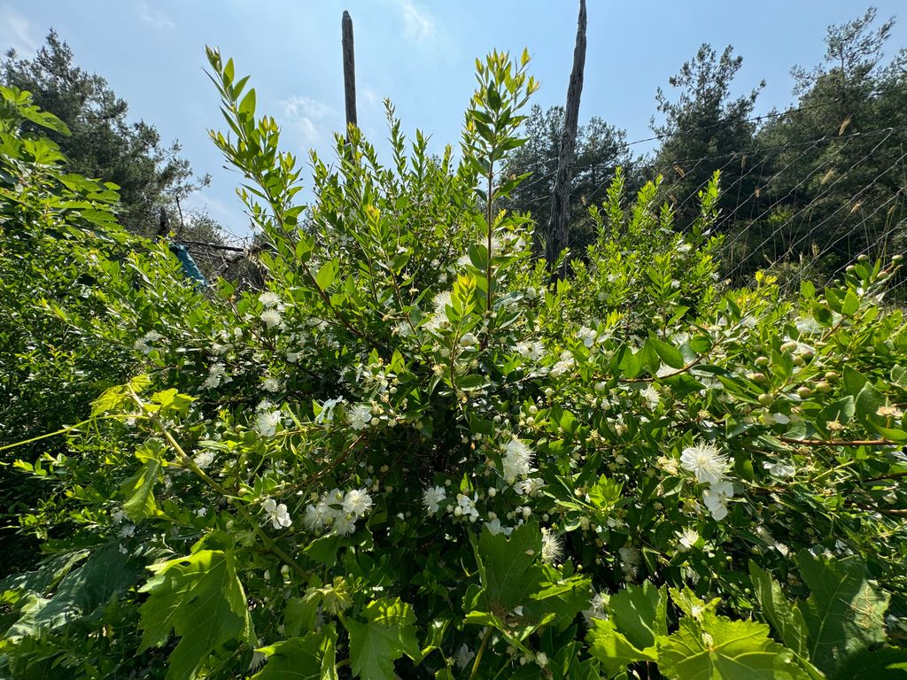 Mirto común con flores