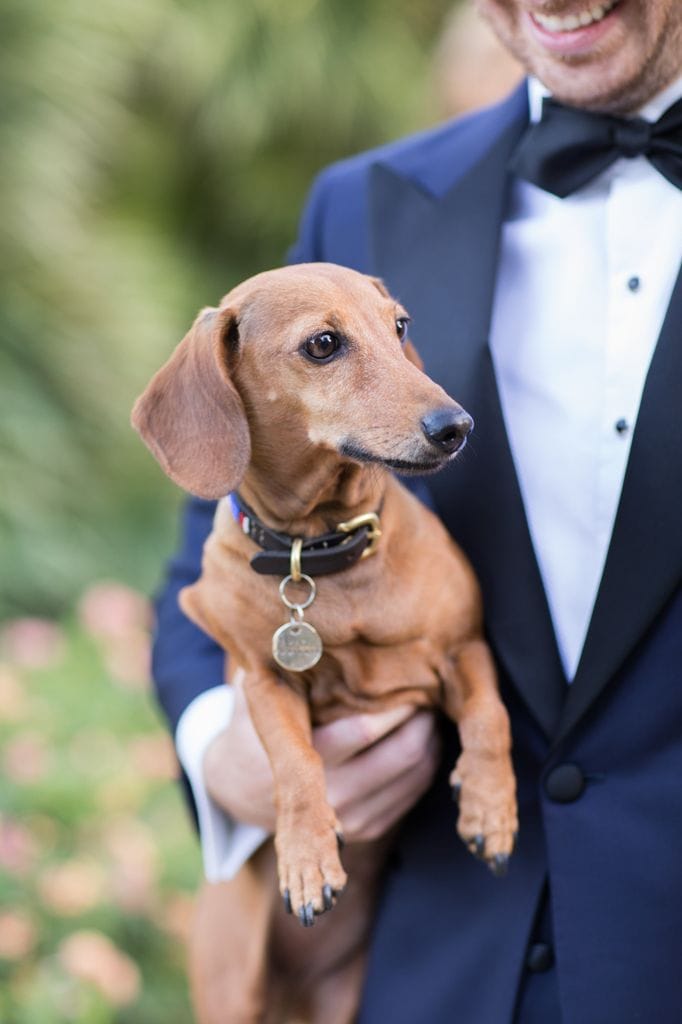 Tendencias de bodas 2026 mascotas