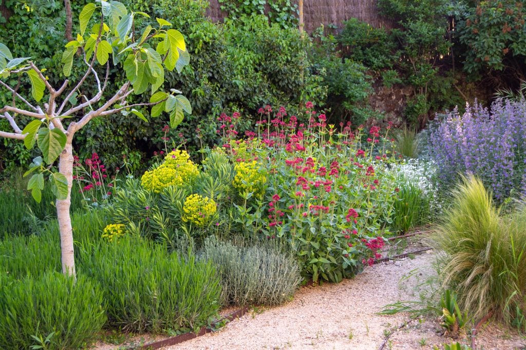 Un jardín donde plantas de niveles medios pero también altos, como la higuera, son fragantes