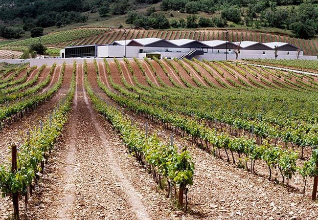 Viñedos de las bodegas Cepa 21, en la Ribera del Duero.
