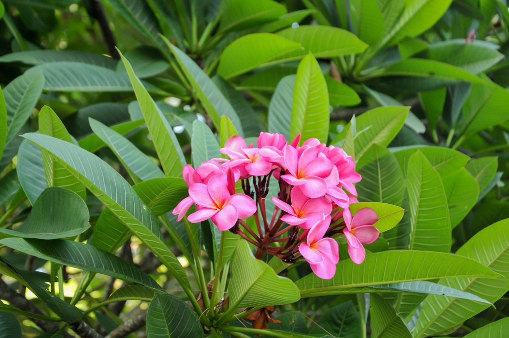 Plumeria rubra