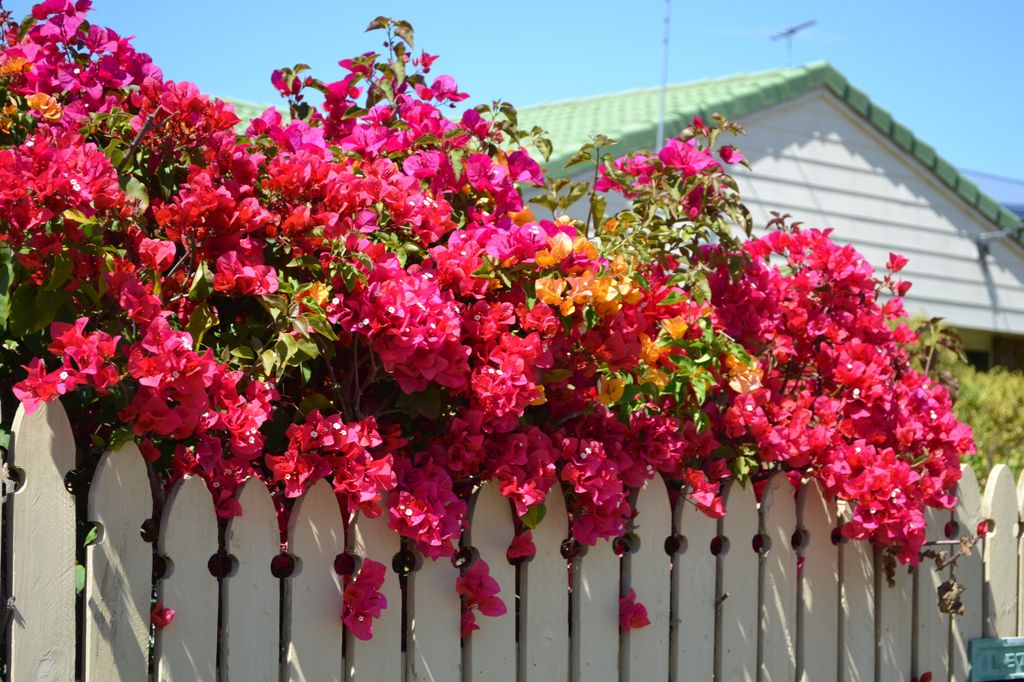 La colorida buganvilla en un jardín doméstico