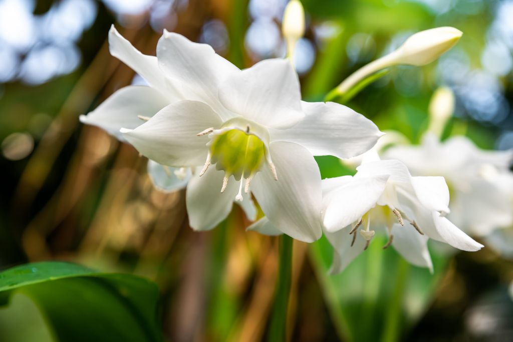 Eucharis amazonica