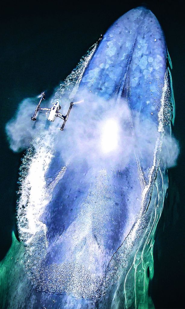 ballena estornudo