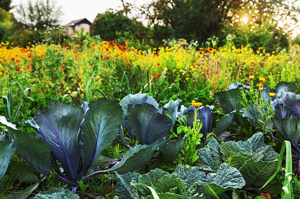 Jardin huerto