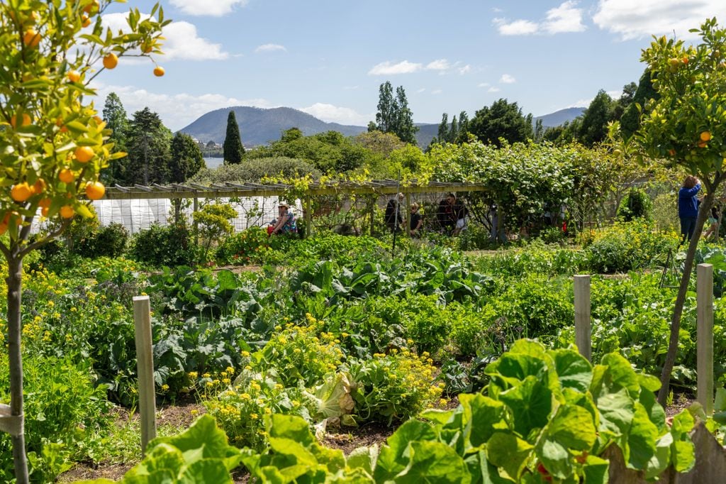 Jardín huerto
