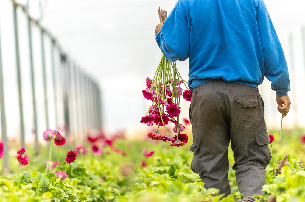 Persona caminando entre los cultivos cargando un ramo de gerberas recién cortadas.