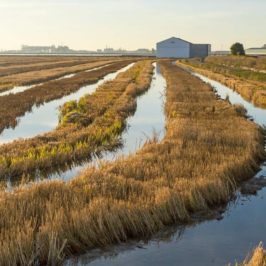 cultivos-de-arroz-en-isla-mayor-sevilla