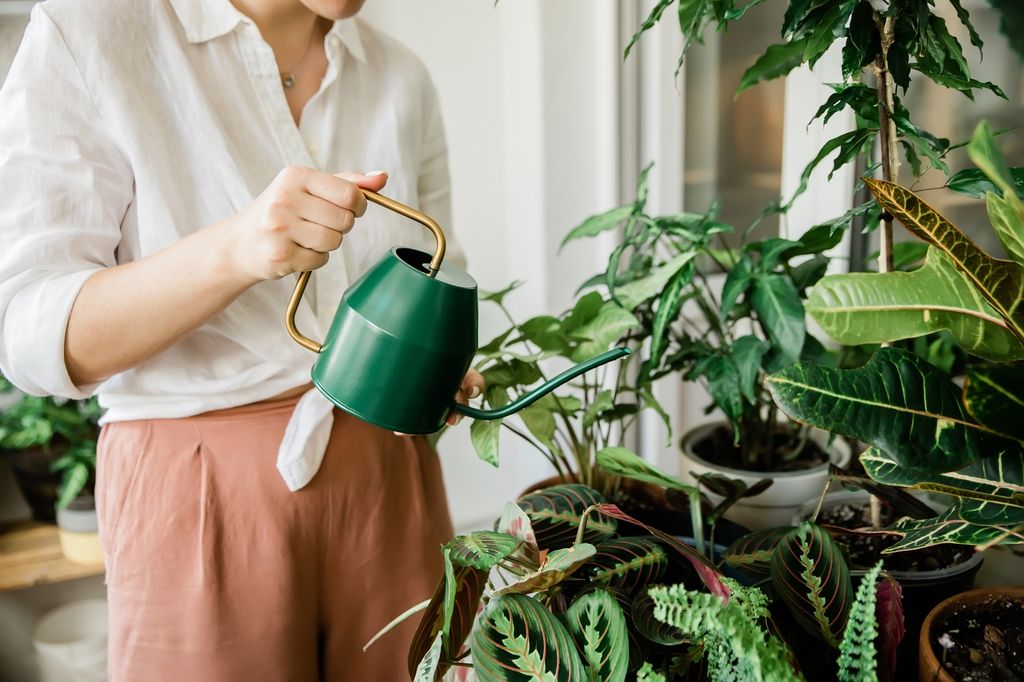Regar las plantas