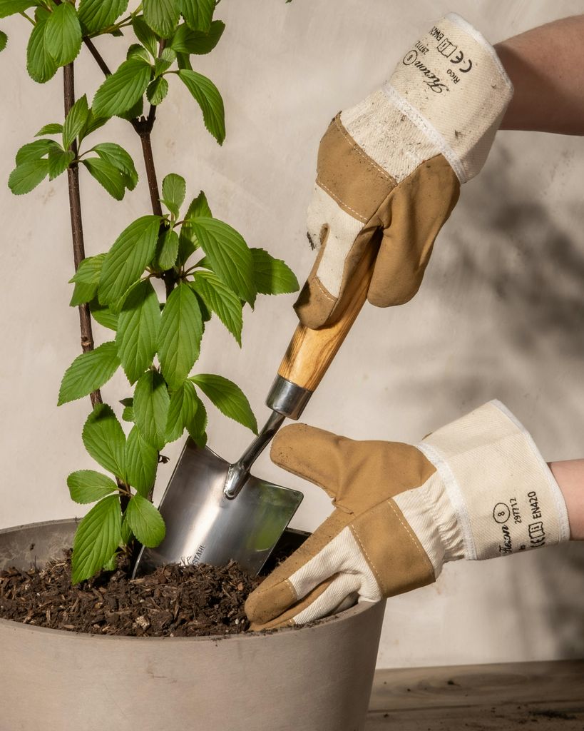 Plantas