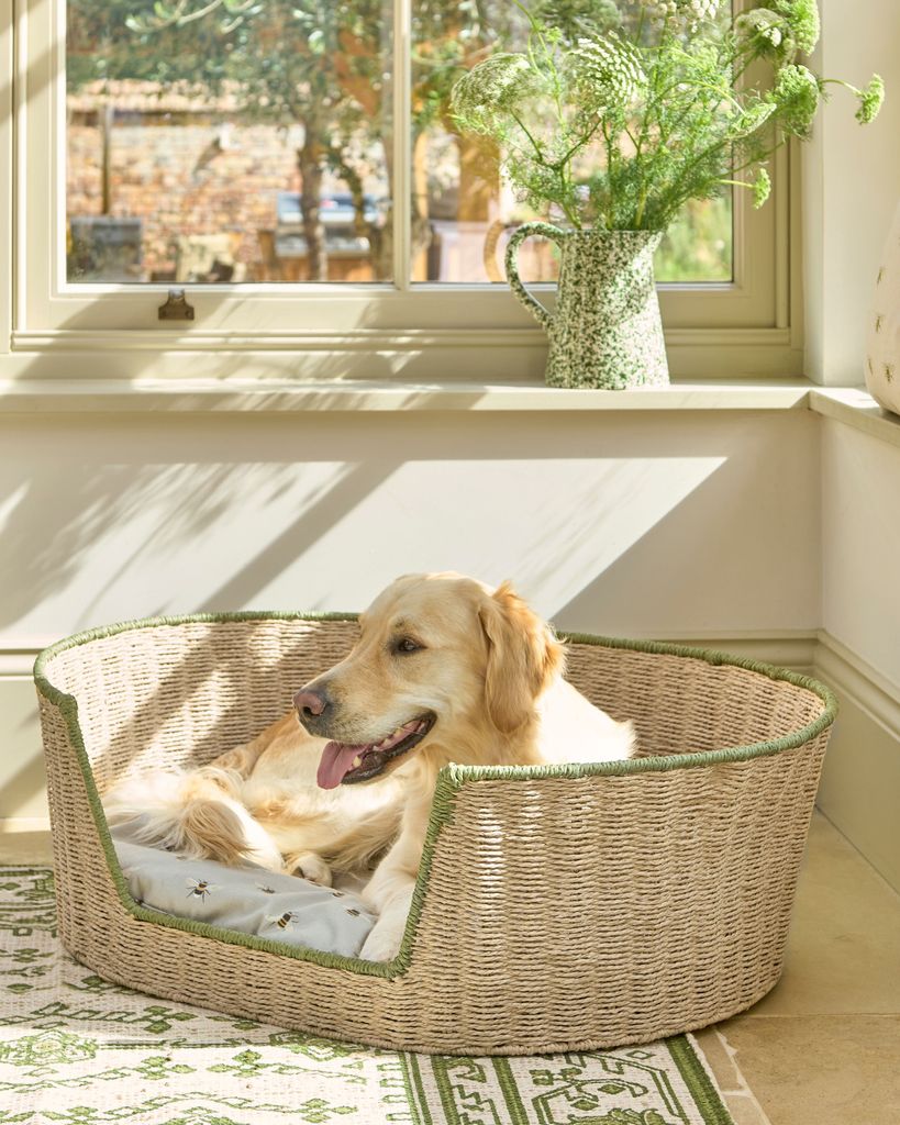 Perro en una cama de fibras vegetales