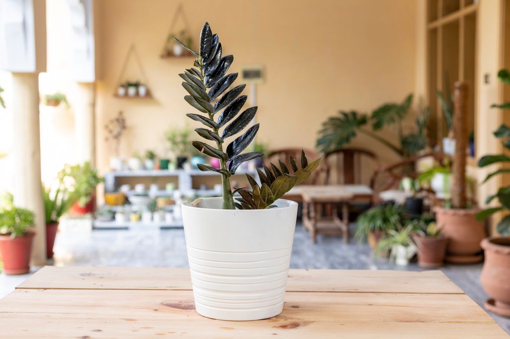 Zamioculcas negra. 