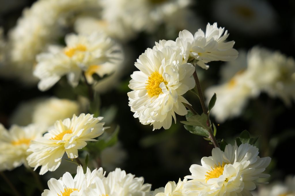 Crisantemo blanco.