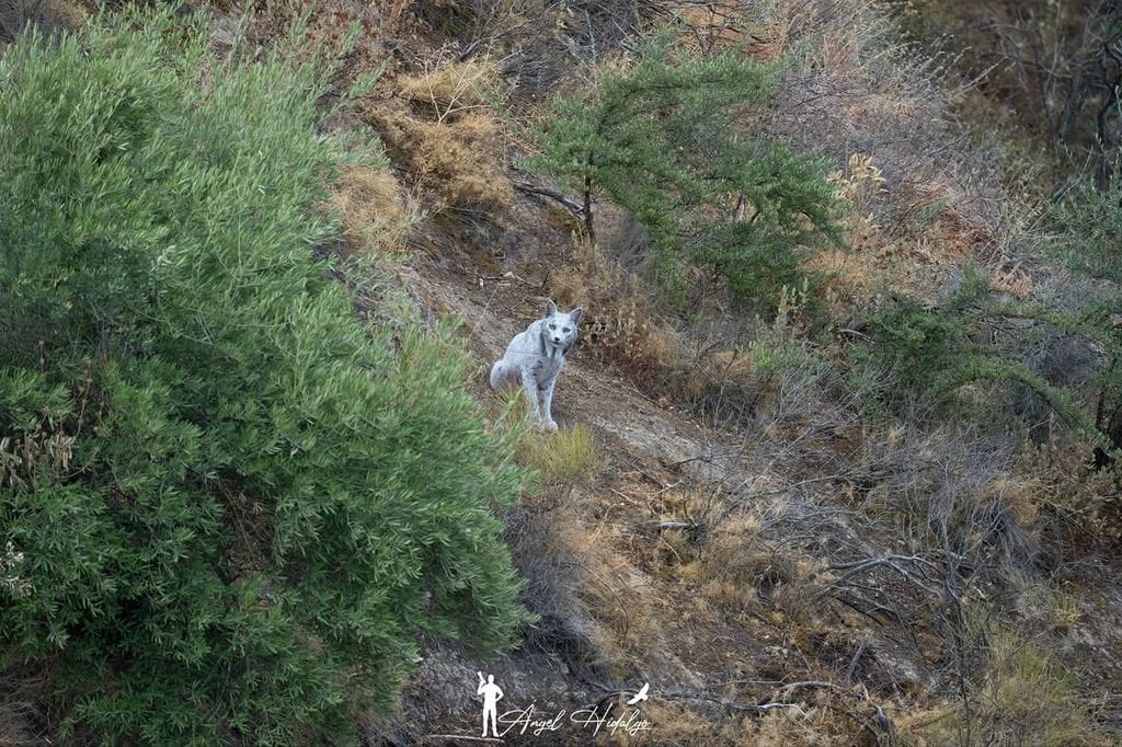 El inédito lince ibérico blanco fotografiado en Jaén por Ángel Hidalgo, un hallazgo único que los expertos atribuyen a una alteración cromática temporal y reversible