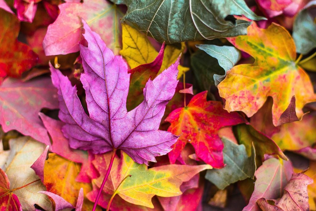 Hojas caídas en el jardín en otoño, de vistosos colores