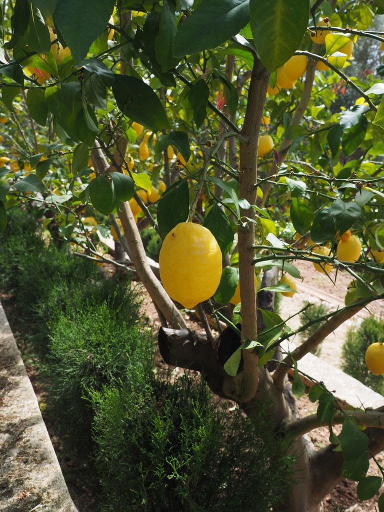Limonero