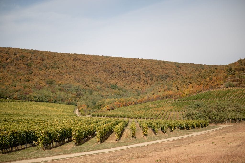 En los viñedos de Oremus cultivan 4 variedades de uva: Furmint, Hárslevelü, Sárgamuskotály y Zéta.