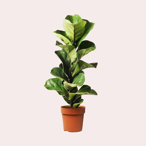 Planta verde ficus lyrata Leroy Merlin