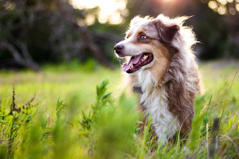 que raza de perros tienen ojos dorados