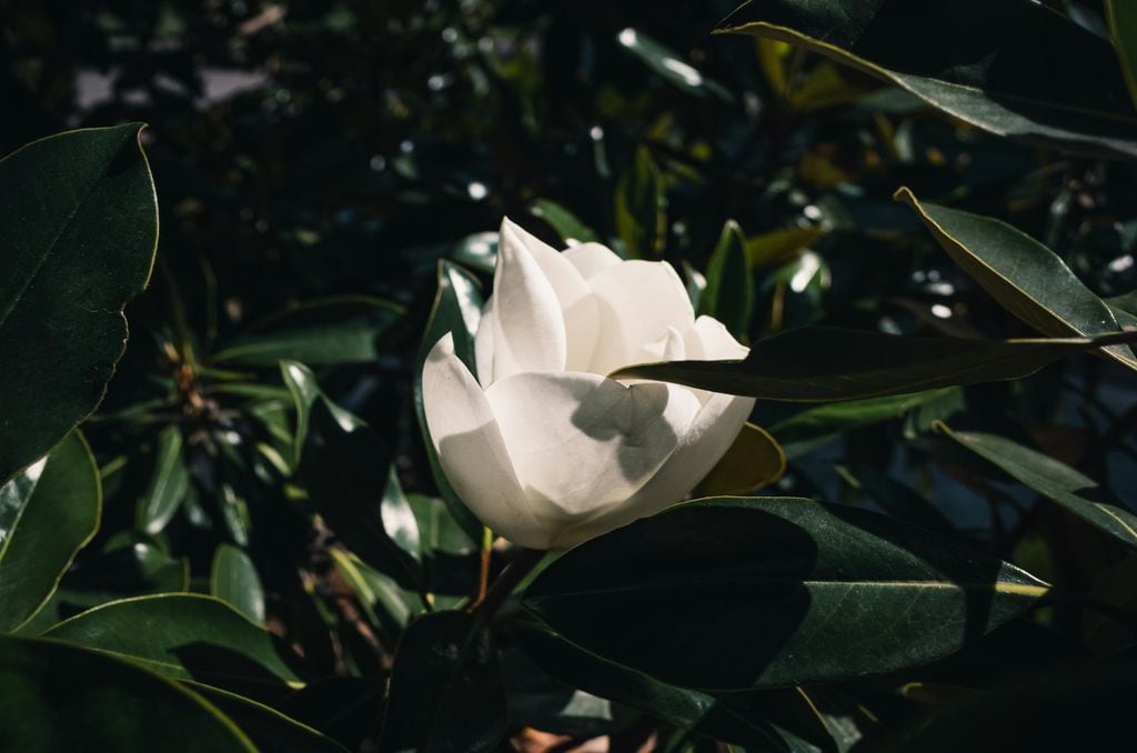 Magnolia grandiflora