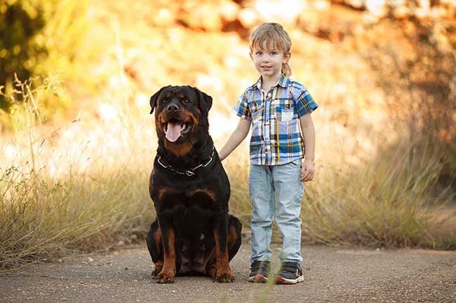 Mascotas que no están a gusto con niños 