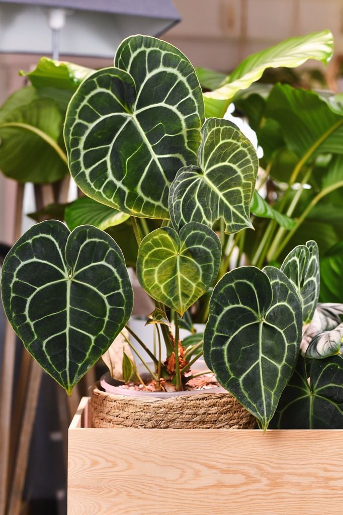 Anthurium Clarinervium o anturio terciopelo. 