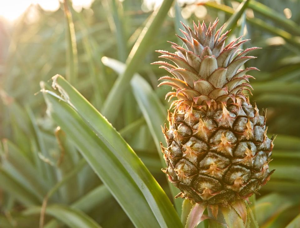 La piña de El Hierro destaca por su dulzura y calidad.