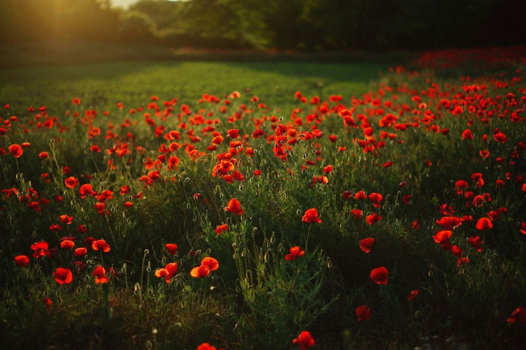 Amapola o Papaver