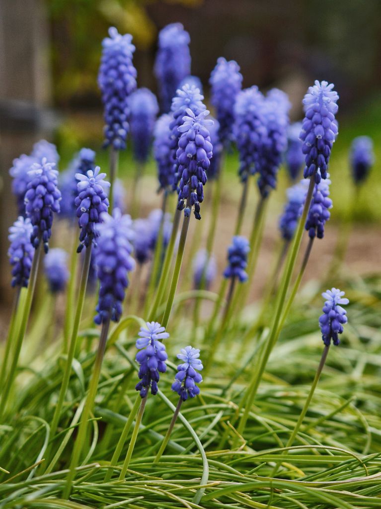 Muscari