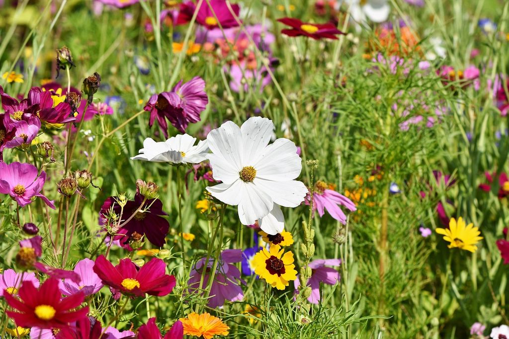 Flores de primavera