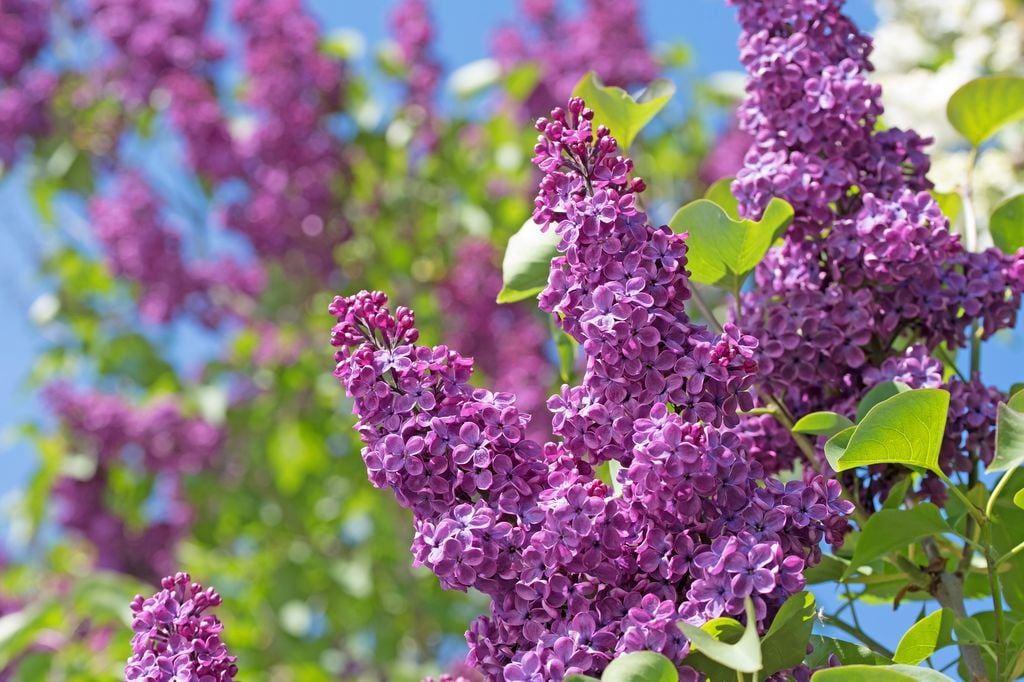 Lila o Syringa, arbusto con flor.