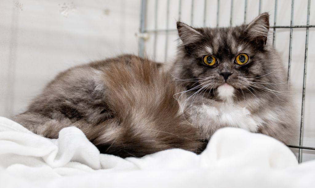El Ragamuffin destaca por su carácter extremadamente cariñoso y su gran apego a las personas