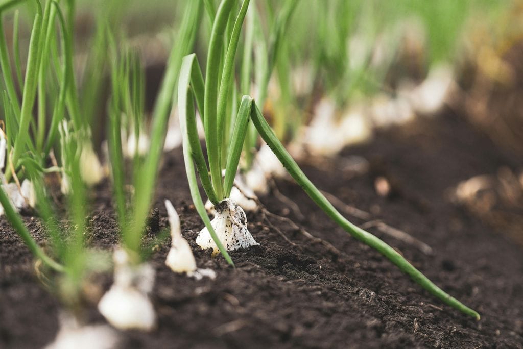 Cebollas ('Allium cepa')