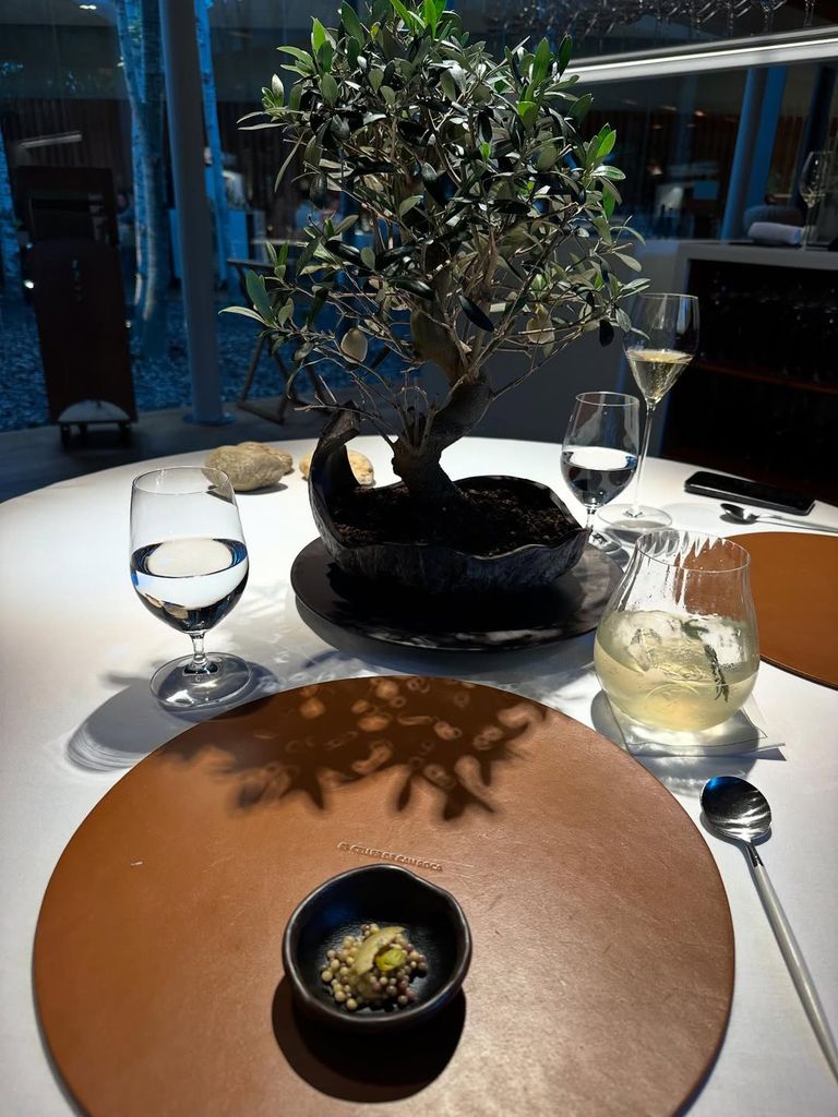 Bonsái de Olivera. El Celler de Can Roca