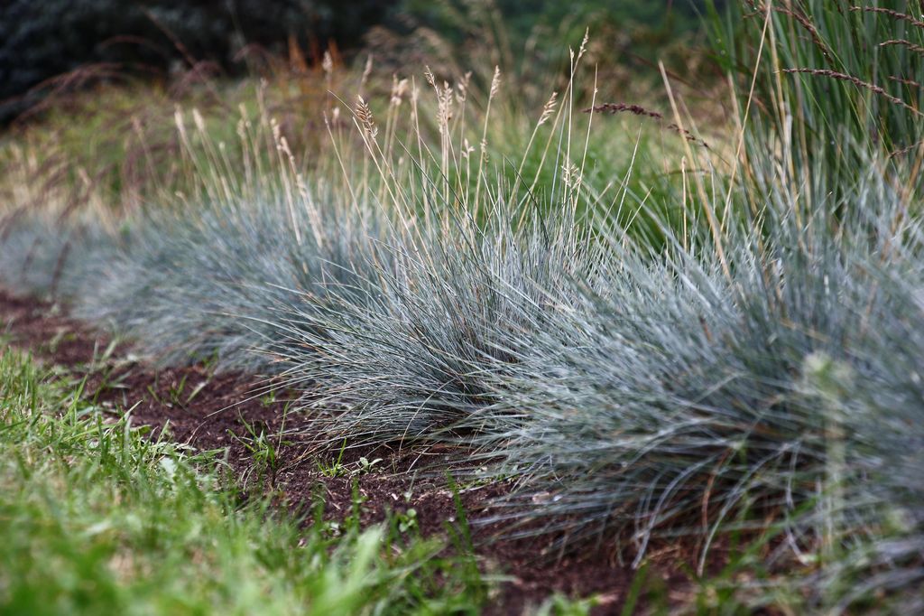 Festuca azul
