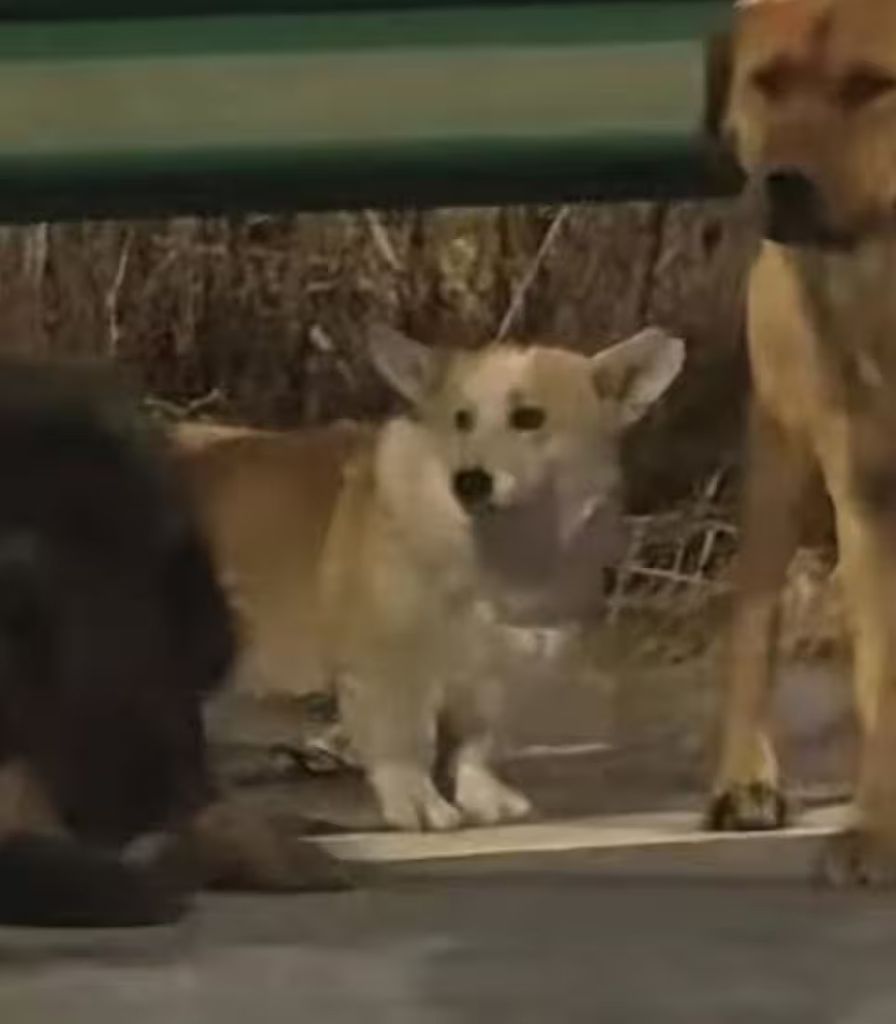 El corgi lideraba la marcha mientras el resto del grupo avanzaba en formación sin dejar a nadie atrás