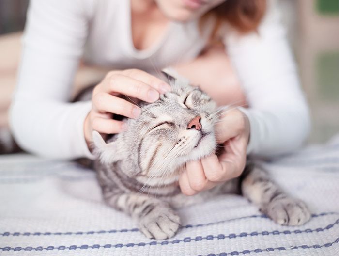 Lo que tienes que saber sobre la felicidad de tu minino