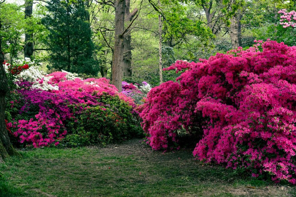 Jardín con árboles y arbustos, en flor la azalea (‘Azalea japonica’)