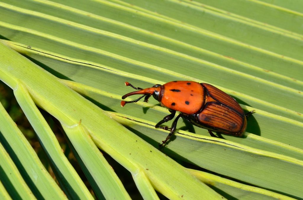 Picudo rojo, un insecto que ha producido grandes estragos en el palmeral de Elche, en Alicante