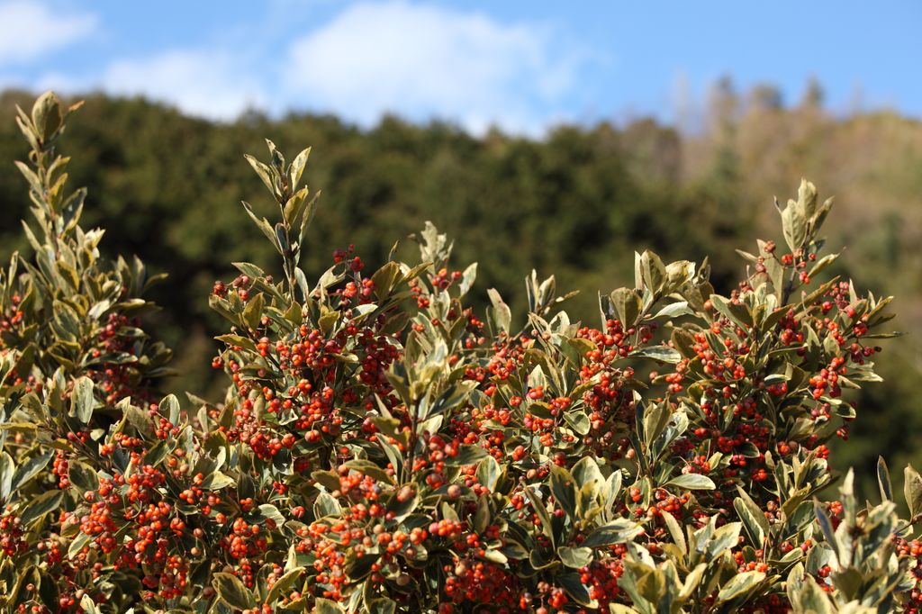 El lentisco (‘Pistacia lentiscus’), una especie perenne nativa de la región mediterránea que resiste la sequía una vez establecido. Produce pequeñas bayas que cambian de color, pasando generalmente de rojo a negro al madurar