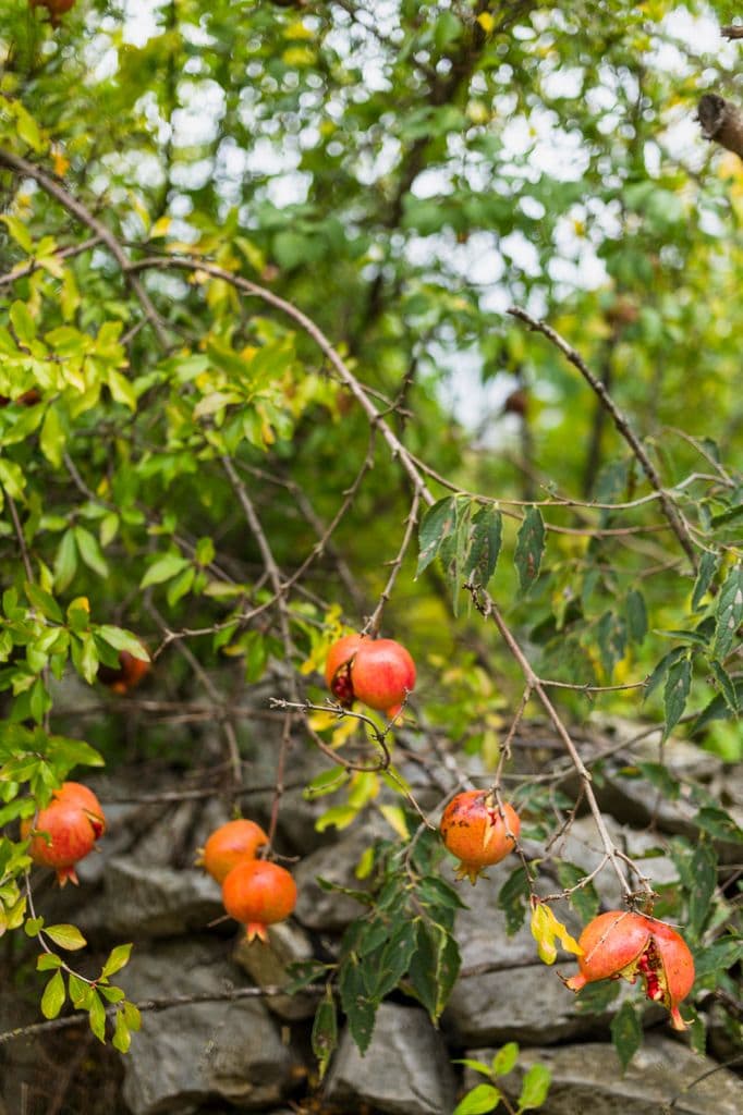 El granado se puede abonar, pero mejor menos que más, pues pasarse puede tener consecuencias en la calidad de los frutos